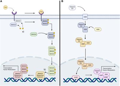 The role of Vitamin D3 in ocular fibrosis and its therapeutic potential for the glaucomatous trabecular meshwork